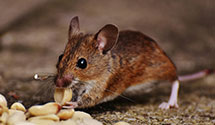 24 Hour & Emergency Exterminators in Evergreen, NC